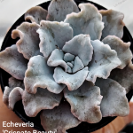 Echeveria 'Crispate Beauty'