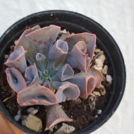Echeveria 'Trumpet pinky' - Slika 2