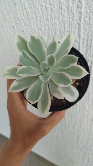 Echeveria 'Lemon Rose' variegeted - Slika 2