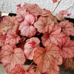 Heucherella 'Cooper Cascade'