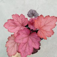 Heuchera 'George Peach' - Slika 2