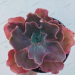 Echeveria sp