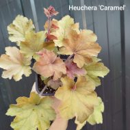 Heuchera Caramela - Slika 2