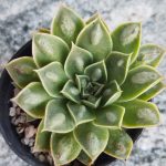 Echeveria Reindrops hibrid