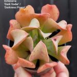 Echeveria Dark Vader