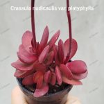 Crassula nudicaulis var platyphylla