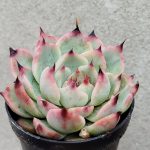 Echeveria sp