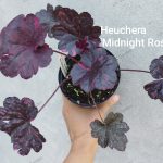 Heuchera Midnight rose