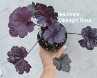 Heuchera Midnight rose