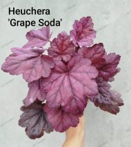 Heuchera Grape Soda' - Slika 2