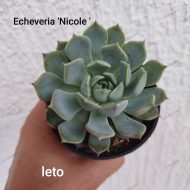 Echeveria 'Nicole' - Slika 2