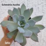 Echeveria 'Azulita'