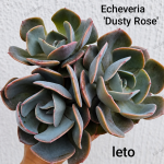 Echeveria Dusty Rose