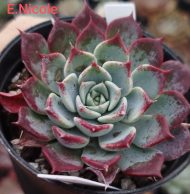 Echeveria 'Nicole'