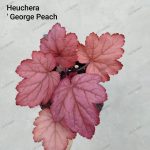 Heuchera 'George Peach'