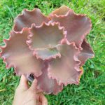 Echeveria 'Zorro'