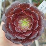 Aeonium 'Pygmaea'