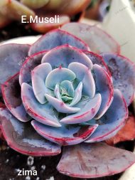 Echeveria 'Museli'