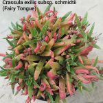 Crassula exilis subsp. Schmidtii -faery tongue