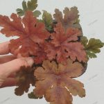 Heuchera'Hopscotch'