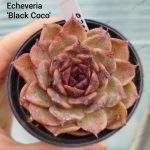 Echeveria 'Black Coco'