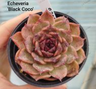 Echeveria 'Black Coco'
