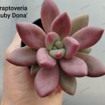 Graptoveria 'Ruby Dona '