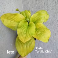Hosta 'Tortilla Chip'