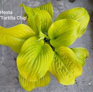 Hosta 'Tortilla Chip' - Slika 2