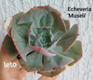 Echeveria 'Museli' - Slika 2