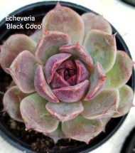 Echeveria 'Black Coco' - Slika 2