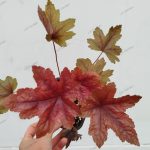 Heucherella 'Brass Lantern'