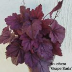 Heuchera Grape Soda'