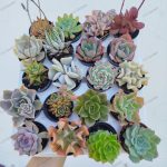 Mix