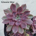 Echeveria Mina