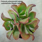 Crassula arborescens subsp. undulatifolia