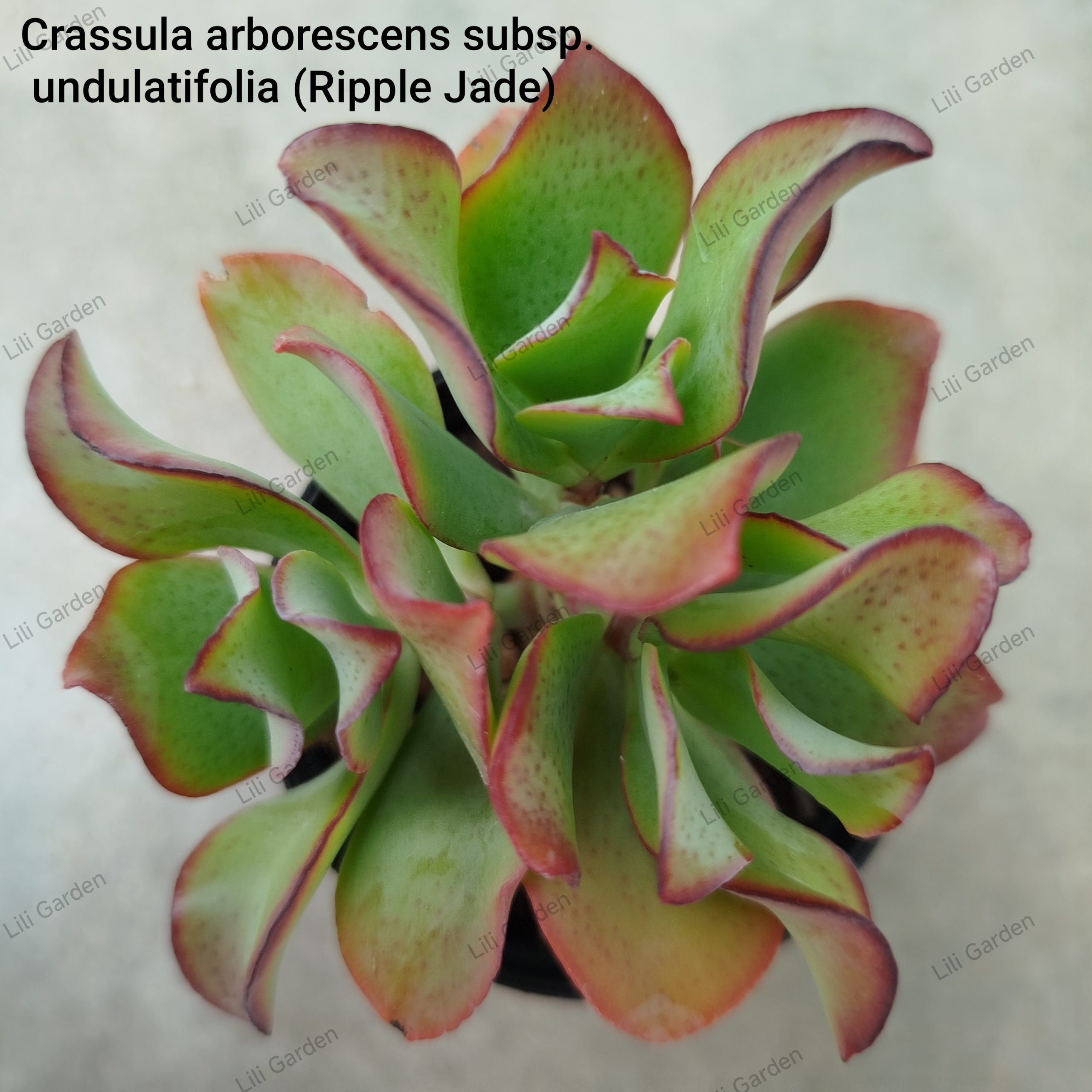 IMG_20260706_195405 Crassula arborescens subsp. undulatifolia - Slika 1