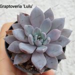 Graptoveria 'Lulu'