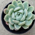 Echeveria Elegans
