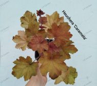 Heuchera Caramela