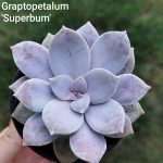 Graptopetalum Superbum