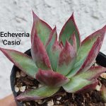 echeveria 'Casio'