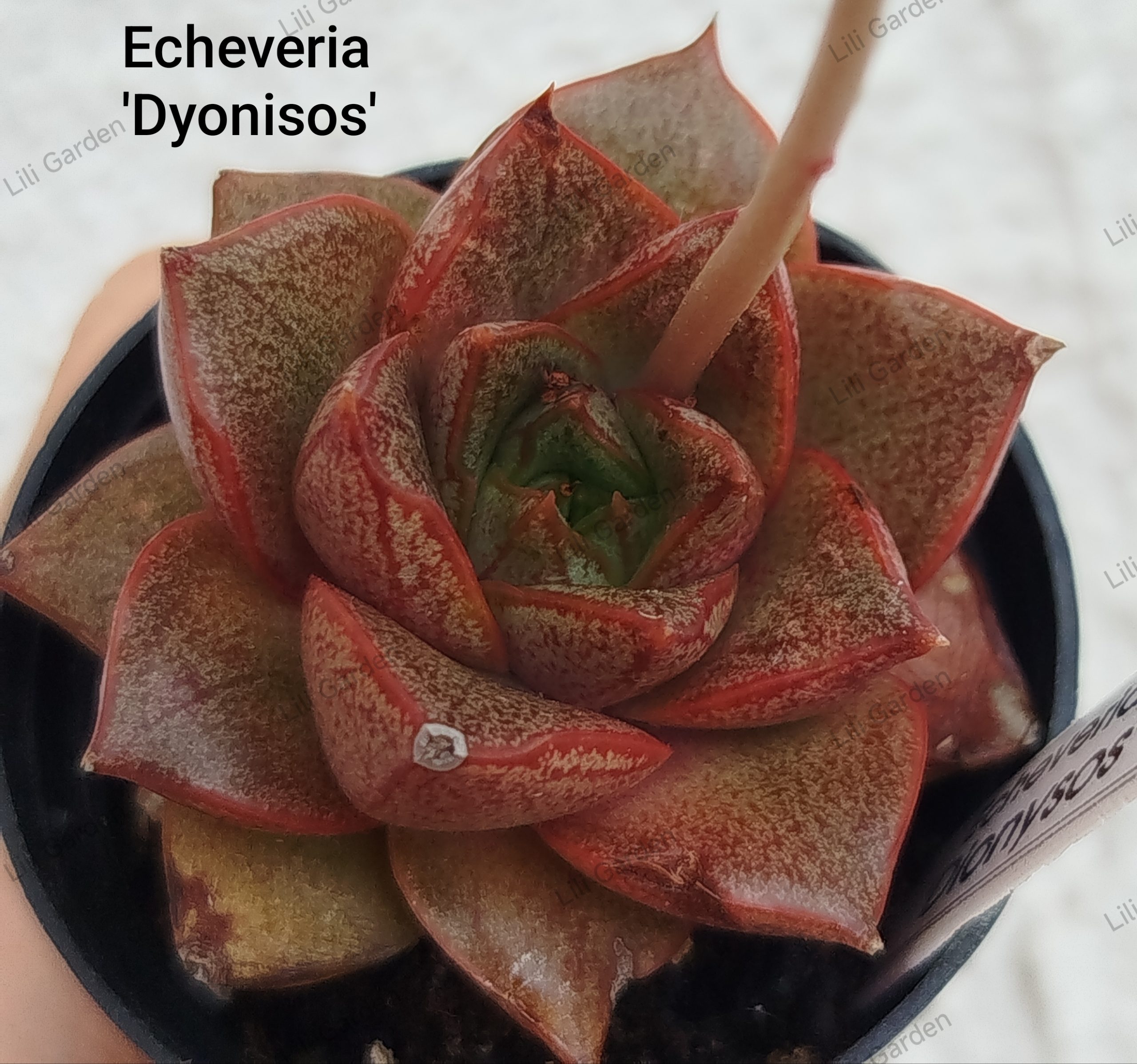 IMG_20260706_213457 Echeveria Dionysos' - Slika 1