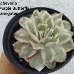 Echeveria 'Purple Batterfly '