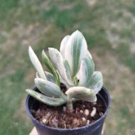 Crassula Ovata 'Tricolor'