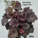 Heuchera Cajune Fire
