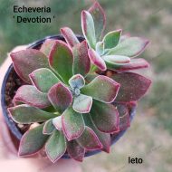 Echeveria 'Devotion' - Slika 3