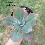 Echeveria Undulata