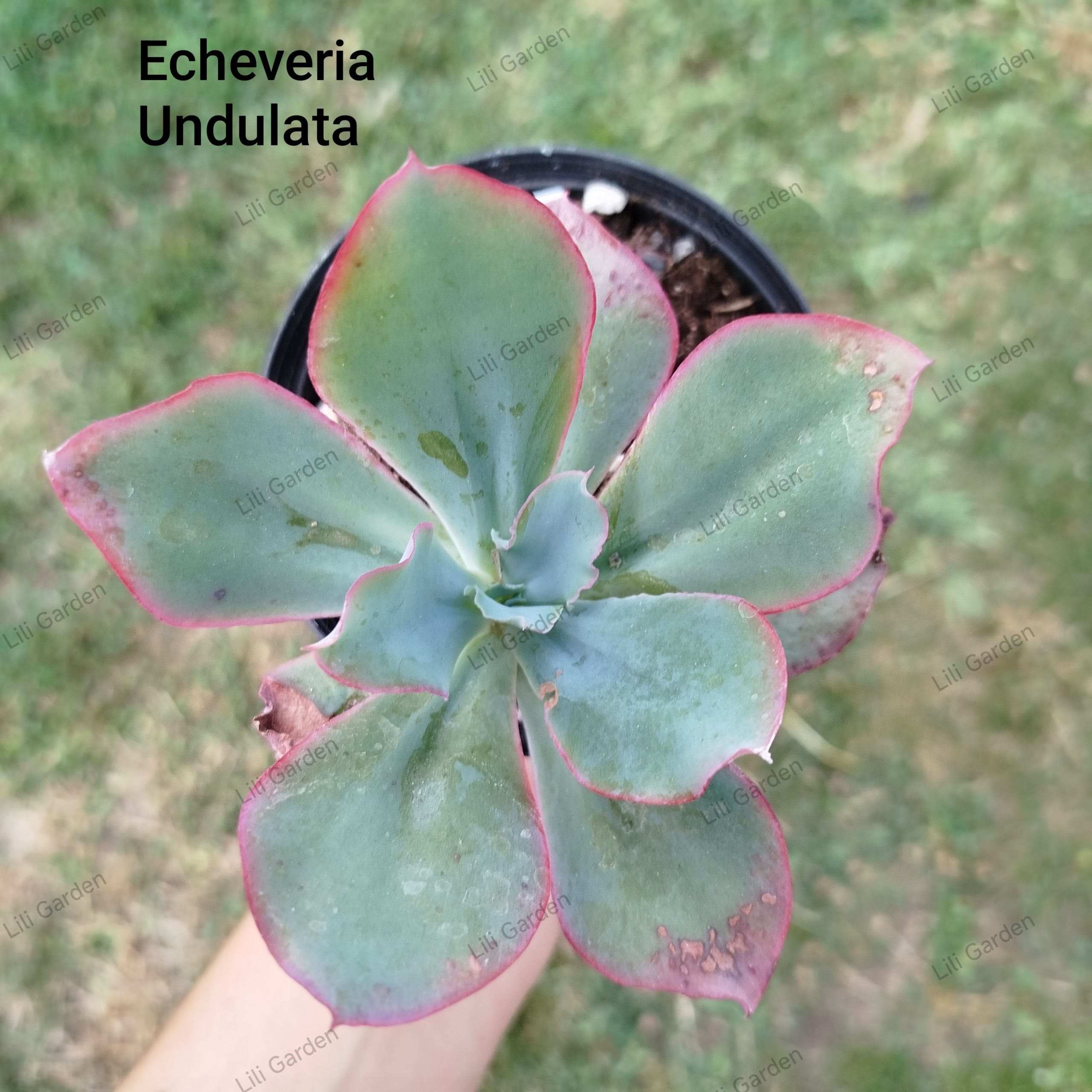 IMG_20260708_100837 Echeveria Undulata - Slika 1