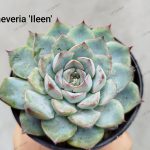 Echeveria  'Ileen'